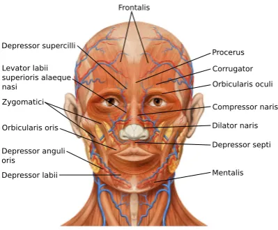 Figure 24.1: Face muscles. Note that the buccinator and risorius muscles are not indicated in this sketch