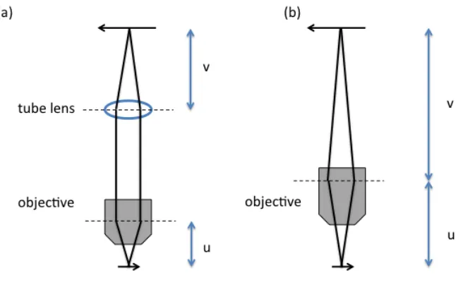 Figure 1.1. The basic setup for conventional microscopes. (a) The setup for a microscope with infinite optical system