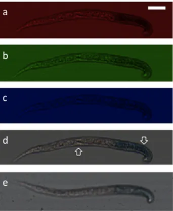 Figure 2.7. Reconstruction of a color OFM image of C. elegans with LacZ expression. (a)-(c) From top to bottom are the images from red, green, blue pixels of a C