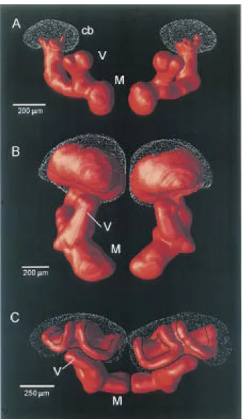 Figure 1.3. Surface-tessellated reconstructions of mushroom bodies. (A) Primitive calyxlesscondition in the silverﬁsh Lepisma