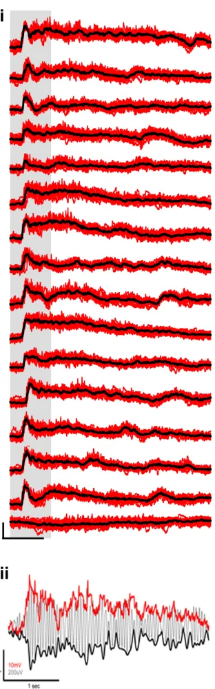 Figure 2.3. GGN Response to Diﬀerent Odors. i) GGN’s response to 15 odors and control.Single Trials (red) of GGN’s response to 15 odors and paraﬃn oil control (last one) andtheir corresponding average (black)