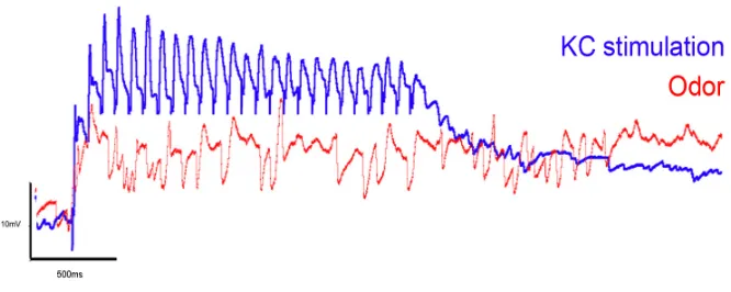 Figure 2.5. DC Shift. GGN response to a train of KC stimulation at a frequency similar tothe dominant frequency recorded in the LFP during odor stimulation (25 pulses at 25Hz),overlaid with an example of the odor response for the same recording.