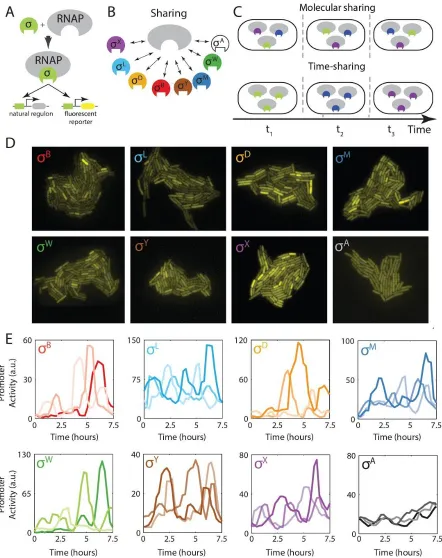 Figure 2.1. Multiple alternative sigma factors pulse under energy stress         ​​. ( ​A) Alternative sigma factors bind    core RNAP to activate target genes, including endogenous targets (left target) and the engineered fluorescent              reporter