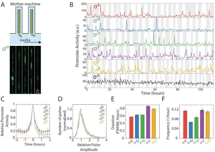 Figure 2.2. Five alternative sigma factors exhibit pulsatile dynamics over extended timescales in the mother 