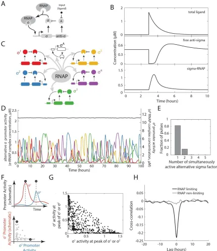 Figure 2.3. A mathematical model shows time-sharing in alternative sigma factor dynamics