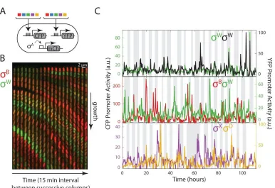 Figure 2.4. A matrix of multi-reporter strains enables analysis of dynamic correlations between different ​             alternative sigma factors