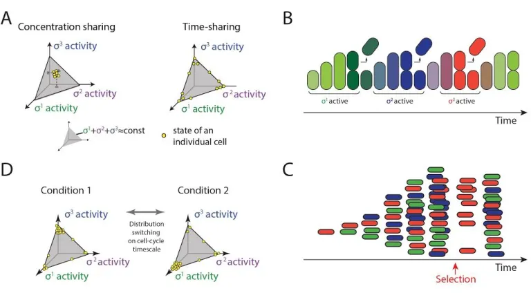 Figure 2.6. Time-sharing affects the distribution of cell states in a population.            ​ (A)  Two distinct modes of    sigma factor sharing (schematic)
