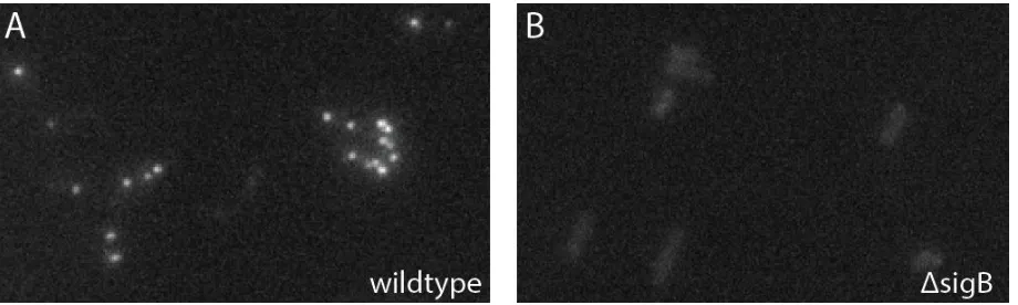 Figure 2.6.1. FISH specifically detects     ​ sigB  transcript.  (A) FISH signal from cells hybridized with probes that         target ​ sigB ​ mRNA