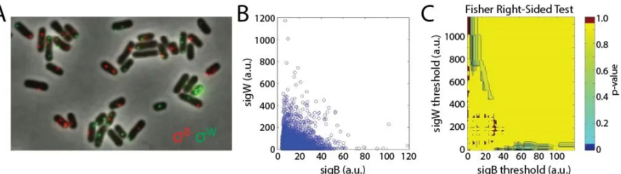 Figure 2.6.2. σ ​ B   and σ​ W  activity are not anti-correlated when assayed with FISH