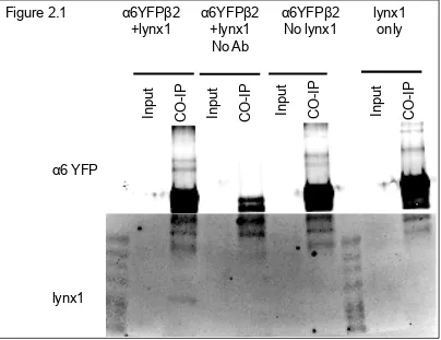 Figure 2.1 α6YFPβ2  