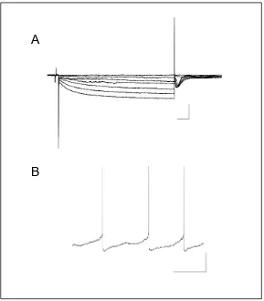 Figure 2.2: A) Patch clamp recording from putative dopaminergic neuron, showing Ih. Scale is 200 ms and 500 pA