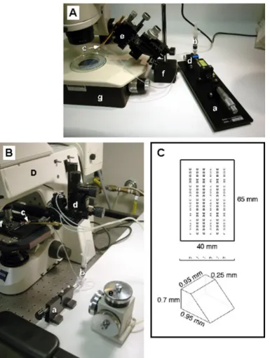 Figure 1:Microscope set-up for making chimeric embryos. A: A dissecting microscope transplant rig consists of an oil-filled Hamilton syringe witha micrometer drive (a) connected to an oil-filled reservoir (b) and the transplant pipette (c) via a 3-way stop