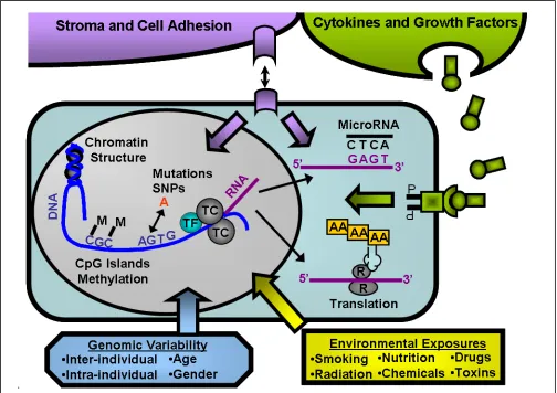 Figure shows a simplified illustration of the complex nature of expression in normal hematopoietic cells