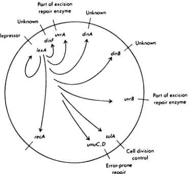 Figure 1. The LexA control system.