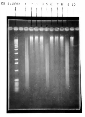 Figure 6a. An 0.8% agarose gel showing fragment distribution of samples with varyingenzyme concentrations and time of incubation.