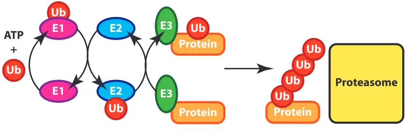 Figure   1.1   |   The   General   Scheme   for   the   UPS.   Three   enzymes   work   in   succession   to   covalently   