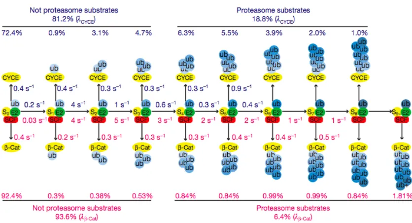 Figure   2.4   |   Kinetic   basis   for   Cdc34-­‐SCF   processivity.   The   millisecond   kinetics   of   a   single   