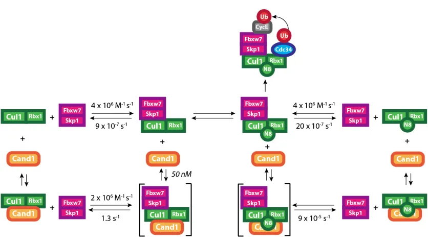 Figure   3.4   |   Fboxes   Remove   CAND1.   The   model   is   derived   from   all   the   rates   measured   here