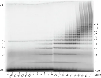 Figure   4.4   |   Model   with   conformational   change   inserted.   Inserting   a   step   in   between   substrate   