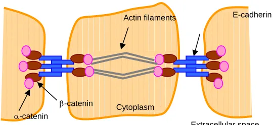 Figure I-1.  Generalized structure of adherens junctions.   
