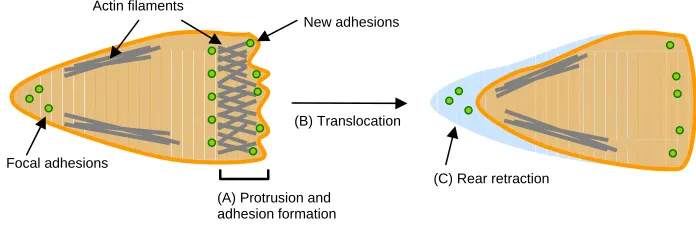 Figure I-3.  Steps in cell migration.   