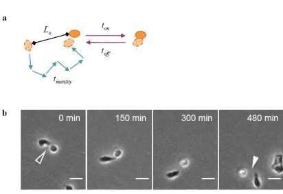 Figure II-1.  Two-step model for multicellular aggregation dynamics.   
