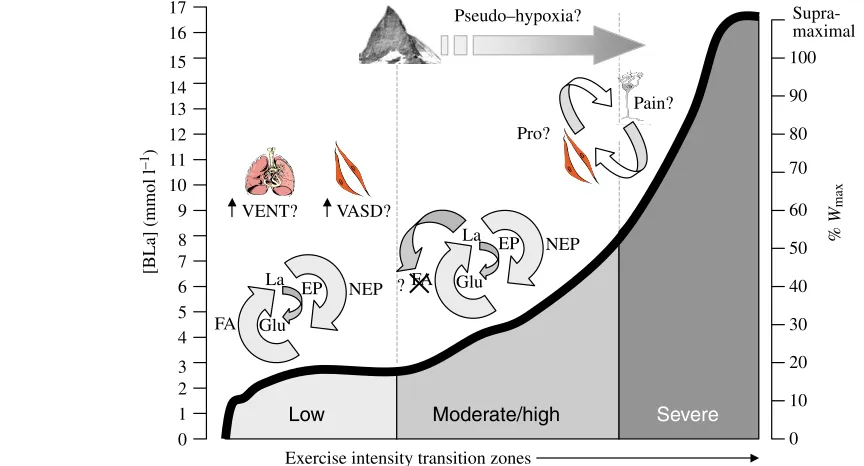 Fig. 4. Potential roles for lactate signalling during exercise of increasing intensity