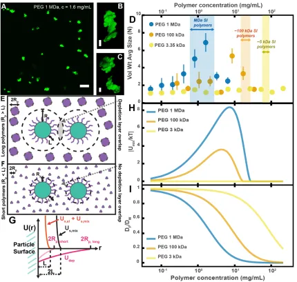 Figure 2.4: Aggregation of PEG-coated particles in model polymer solutions shows complex dependence on molecular weight (MW) and concentration of PEG