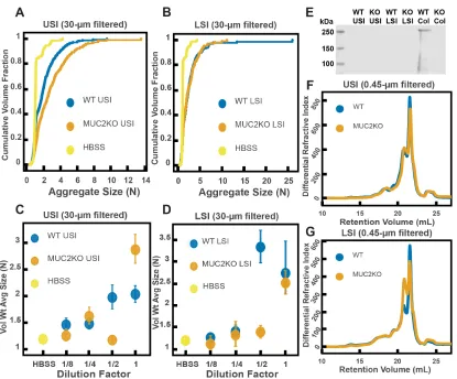 Figure 2.5: Quantification of the aggregation of particles in the small intestine (SI) in MUC2 knockout (MUC2KO) and wild-type (WT) mice