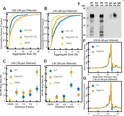 Figure 2.6: Quantification of the aggregation of particles in the small intestine (SI) in Immunoglobulin-deficient (Rag1KO) and wild-type (WT) mice