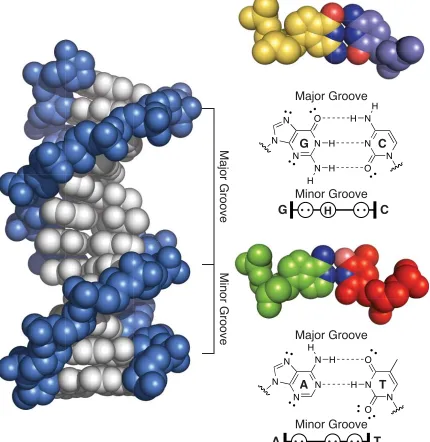 Figure 1.1.  X-ray crystal structure (PDB 1BNA) of double-stranded DNA and examina-tion of individual DNA base pairs