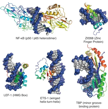 Figure 1.2.  X-ray crystal and NMR structures of κﬁ ve protein–DNA complexes: NF-B–DNA (PDB 1VKX), Zif268–DNA (PDB 1ZAA), LEF-1–DNA (PDB 2LEF), ETS-1–DNA (PDB 2STW), and TBP–DNA (PDB 1TGH)