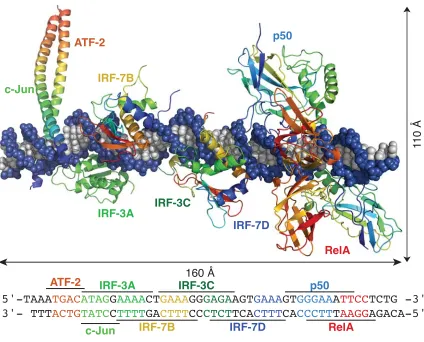 Figure 1.3.  The interferon beta enhanceosome: a composite model of allosterically-driven protein–DNA recognition created from overlayed X-ray crystal structures (PDB 2O6G, 2O61)