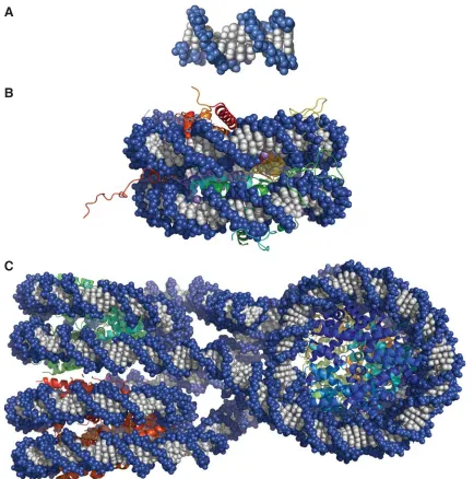 Figure 1.4.  Known X-ray Crystal Structures Demonstrating Higher-order DNA Pack-ing.  