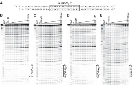 Table 2.1.  Polyamides designed to target GAA·TTC repeats in the frataxin gene