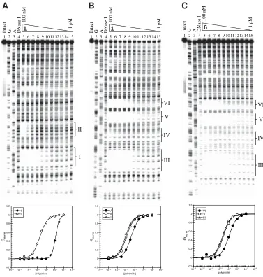 Figure 2.11.  and a 4-(2-aminoethyl) morpholine tail variant.ited set of binding preferences (from pJWP10 (contains DNase I digested DNA