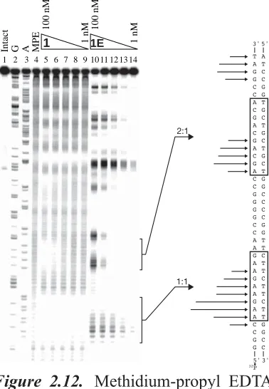 Figure 2.12.  Methidium-propyl EDTA 