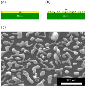 Figure 2.4. SEM image of the onset of VLS-growth. The white arrow