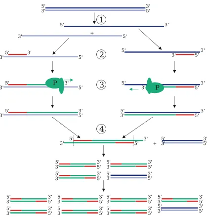 Figure 1-4:  PCR schematic illustrating selective amplification of the target region between the primer pairs7