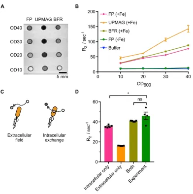 Fig. 2.4 UPMAG cells produce enhanced MRI contrast. | A. A T2 weighted image of E. coli in an agarose phantom, acquired at 7 Tesla using a spin echo sequence with TR = 2500 ms and TE = 11 ms