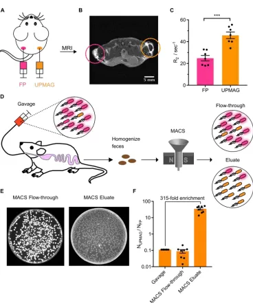 Fig. 2.5 UPMAG cells can be magnetically isolated from ex vivo specimens. | A. Schematic of subcutaneous contralateral injections of E