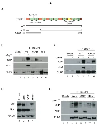 Figure 3:  The BRCT I-II region of TopBP1 is necessary and sufficient for association with CtIP  