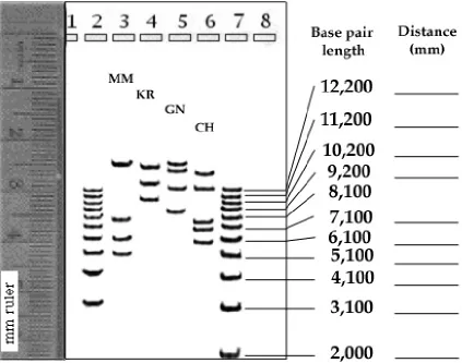 Figure 4.  This agarose gel shows RFLP bands for one elephant from each of four African 