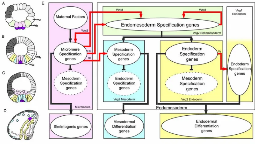 Fig. 0.1: Endomesoderm specification in the sea urchin embryo. (A-D) Schematic diagrams of 