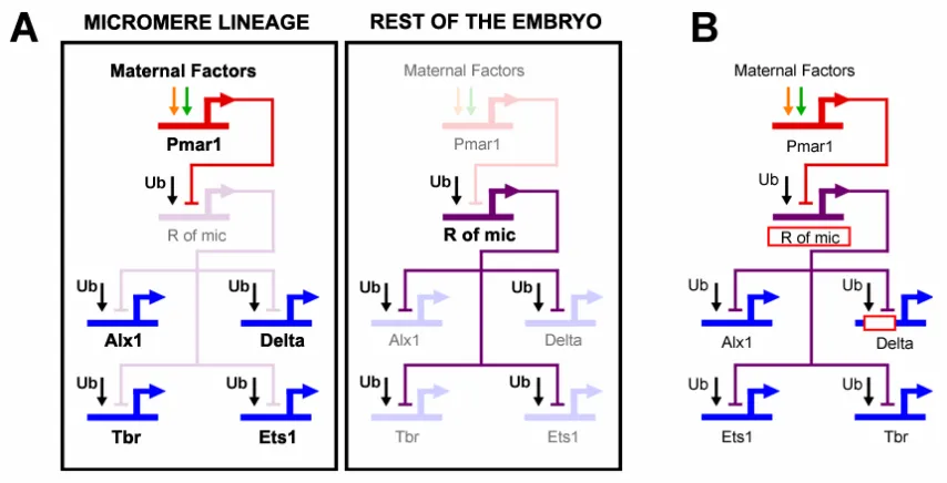 Fig. 0.2: The double negative gate for micromere lineage specification and localization of 