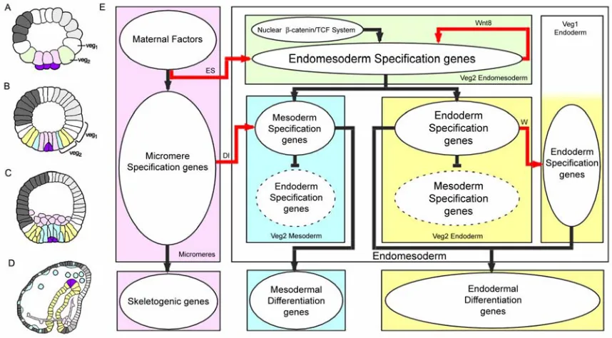 Fig. 1.1. Endomesoderm specification in the sea urchin embryo. (A-D) Schematic diagrams of 