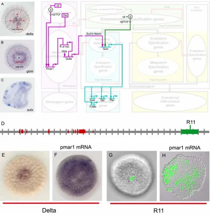 Fig. 1.3. Segregation of the veg2 domain into mesodermal and endodermal territories and 