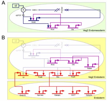 Fig. 1.4. Stabilization of the endomesoderm specification state and installation of the 