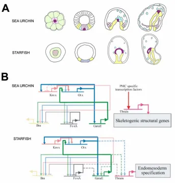 Fig. 1.5. compares portions of the gene regulatory networks underlying the specification of the endomesoderm in the sea urchin and the starfish embryos