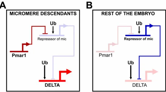 Fig. 2.1. Network interactions predicted to be responsible for expression of lineage cells (modified from Davidson et al